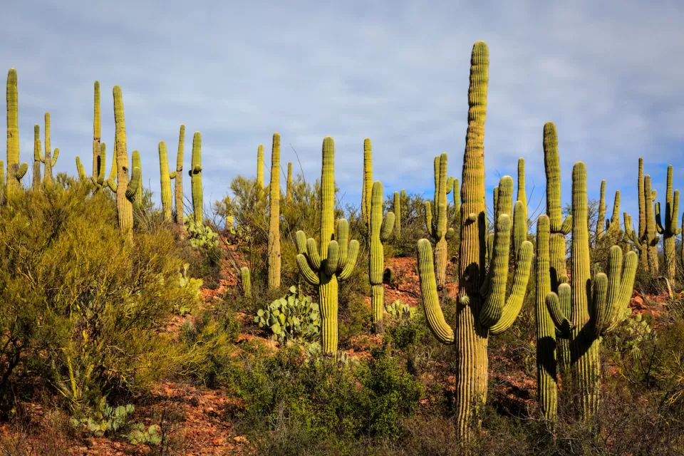 Dense stand of saguaro cacti in Arizona desert.